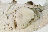 Fossil Crab (Potamon) Preserved in Travertine - Turkey #145059-2
